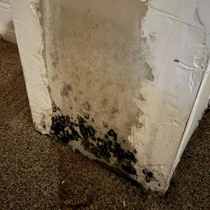 Professional Mold Removal in Cherry Hill, NJ